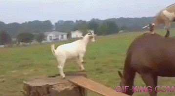 Goat Jumping Horse
