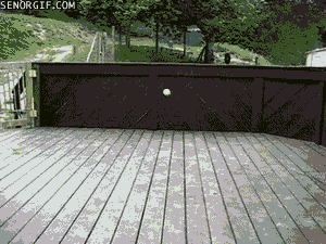 dog gets pretty much every tennis ball ever