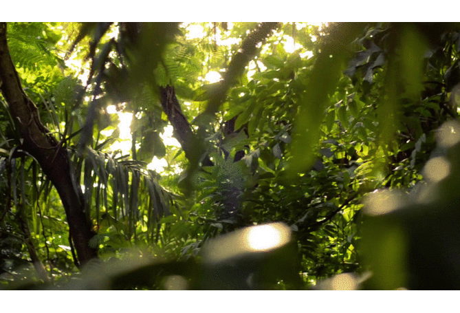 African Parrots For Sale