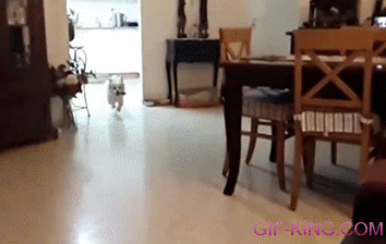 Dog Fails at Jumping on Couch