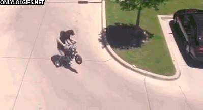 Dog Ride Motorcycle