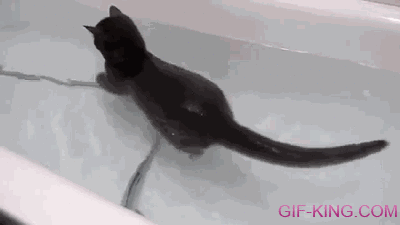 Cat Swimming in Bathtub