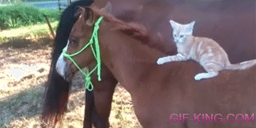 Cat Friendships