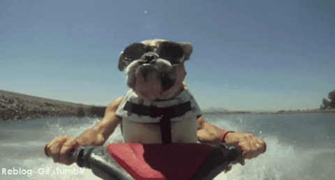 So Cool! jet skiing bulldog