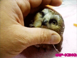 cute baby owl