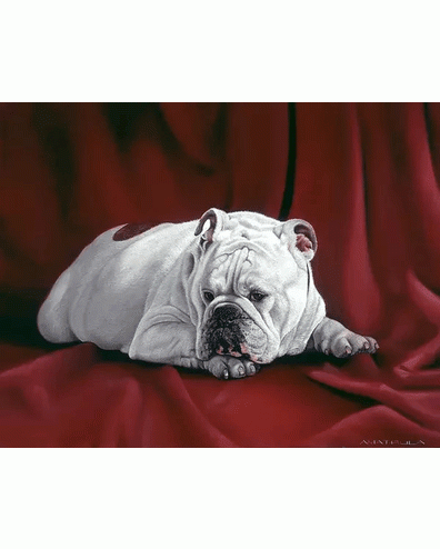 Animal Portraits
