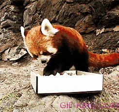 Red Panda Eating Sushi