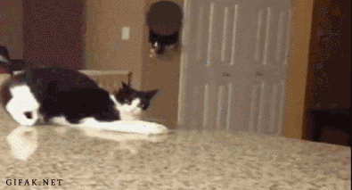 Cat Falls Off Counter