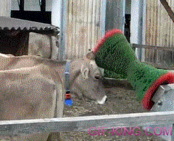 Cow Enjoying An Automatic Brush