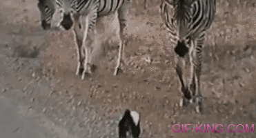 Zebra vs Honey Badger Baby. Mom Win