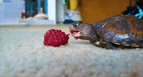 Turtle eating berry