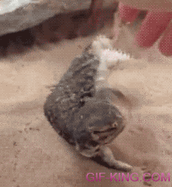 Lizard Getting A Belly Rub