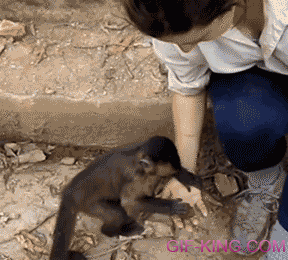 Cute Monkey Making Girl Break A Nut