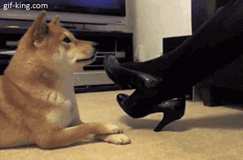 Clever dog imitating girls leg movements