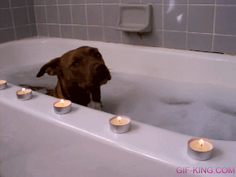 Dog Bath Reaction