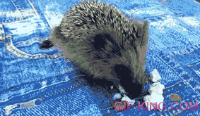 Hedgehog Eats Some Cheese