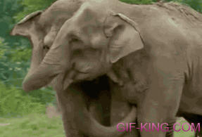 Elephants Reunited After 20 Years