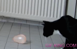 Cat With Water Balloon