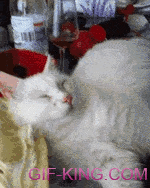 A Way To Wake Up Your Cat