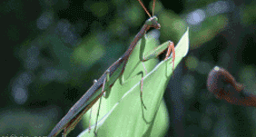 Lizard catches mantis