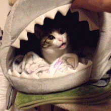 shark eats kitty
