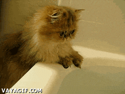 persian cat scared of bathtub water