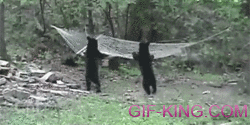 Bear Cubs Climbing on a Hammock Fail