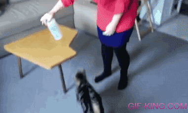 Funny Cat Drinking Water From Spray Bottle