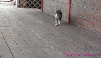 Cat Happy Walking