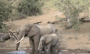 Elephant vs. croc