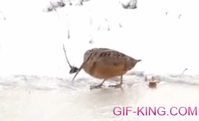 Bird Walking On Ice