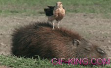 Bird And Capybara
