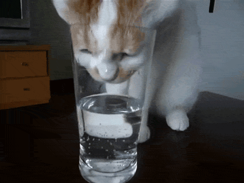 Cat Trying to Drink Water Out of Glass