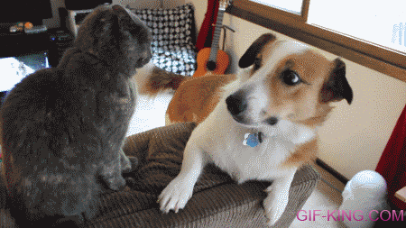 Cute Cat And Dog Fighting
