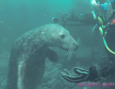 Seals Are Just Underwater Dogs