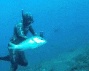 fish attacks the diver's friend...