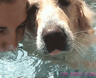 Dog Enjoying The Pool Making Bubbles