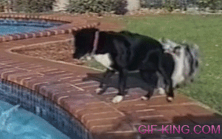 dogs use teamwork to get ball out of the pool