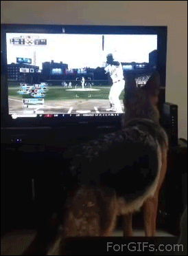 dog attacks TV for baseball