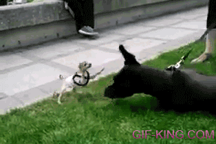 Tiny Chihuahua vs Great Dane