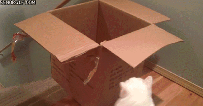 Cat falls down stairs in a box