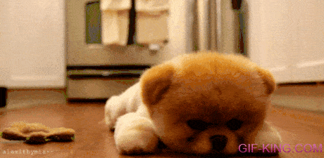 Teddy Bear Puppy