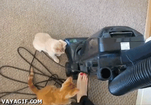 Vacuum cleaner scares cats