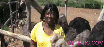 Woman Wig Taken Off By Ostrich