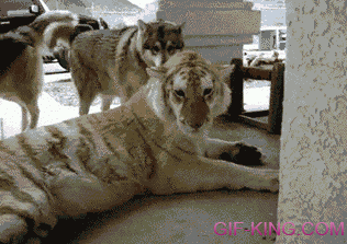 Dog Humping A Tiger