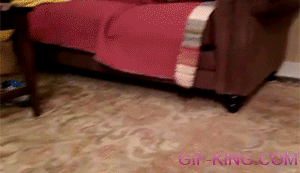 Dog fetches ball from under the couch
