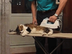 Ironing the Cat