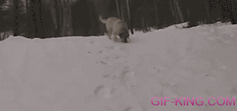 Dogs Sliding On Snow