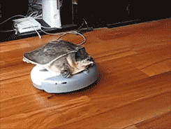 turtle on a Roomba