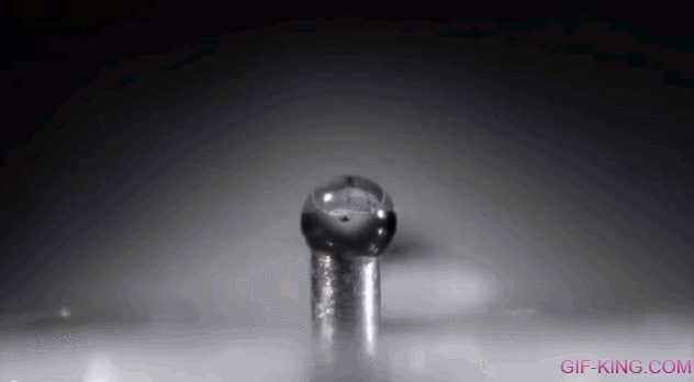 How Ants Drink From A Water Droplet